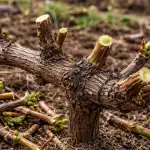 H1 Jarné prerezávanie hrozna zaručuje každý rok vedrá šťavnatých plodov h1-jarne-prerezavanie-hrozna-zarucuje-kazdy-rok-vedra-stavnatych-plodov.png