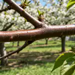 H1: Mšice na letných čerešniach navždy zmiznú po jednom jednoduchom jarnom ošetrení h1-msice-na-letnych-ceresniach-navzdy-zmiznu-po-jednom-jednoduchom.png