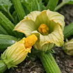 Prečo na cuketách rastú len duté kvety a ako to napraviť za jeden deň preco-na-cuketach-rastu-len-dute-kvety-a-ako-to.png