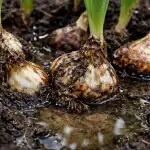 Prečo sa voda stáva nepriateľom žiaroviek preco-sa-voda-stava-nepriatelom-ziaroviek.png