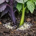 Prečo sadenice paradajok fialovejú a ako zachrániť úrodu za jeden večer preco-sadenice-paradajok-fialoveju-a-ako-zachranit-urodu-za-jeden.png