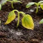 Prečo sadenice uhoriek cez noc ležia a žltnú preco-sadenice-uhoriek-cez-noc-lezia-a-zltnu.png