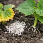 Prečo sadenice uhoriek žltnú od nadbytku draslíka a ako zachrániť úrodu preco-sadenice-uhoriek-zltnu-od-nadbytku-draslika-a-ako-zachranit.png