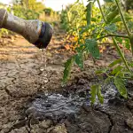 preco-zalievanie-zeleninovej-zahrady-pocas-dna-zabija-urodu-a-kedy.png