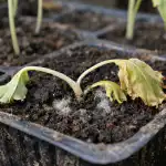 Smrteľná chyba pri pestovaní sadeníc kapusty spôsobí, že rastliny uschnú pred očami smrtelna-chyba-pri-pestovani-sadenic-kapusty-sposobi-ze-rastliny-uschnu.png
