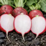 Tajomstvo dokonale sladkých reďkoviek bez dutosti a ostrosti tajomstvo-dokonale-sladkych-redkoviek-bez-dutosti-a-ostrosti.png