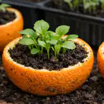 tajomstvo-silnej-sadenice-sa-skryva-v-obycajnej-pomarancovej-kore.png