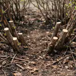 Tajomstvo veľkých plodov spočíva v jarnom prerezávaní zimolezu tajomstvo-velkych-plodov-spociva-v-jarnom-prerezavani-zimolezu.png