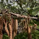 Vaša čerešňa uschne hneď po odkvitnutí a neprodukuje plody vasa-ceresna-uschne-hned-po-odkvitnuti-a-neprodukuje-plody.png