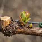 Skryté príčiny straty úrody hrozna v dôsledku jarných mrazov a metódy záchrany viniča skryte-priciny-straty-urody-hrozna-v-dosledku-jarnych-mrazov-a.png