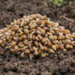 Tajomstvo hory zelene v záhone už v máji s expresným namáčaním tajomstvo-hory-zelene-v-zahone-uz-v-maji-s-expresnym.png