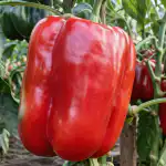 tajomstvo-obrovskych-paprik-spociva-v-jednom-jednoduchom-sposobe-krmenia.png